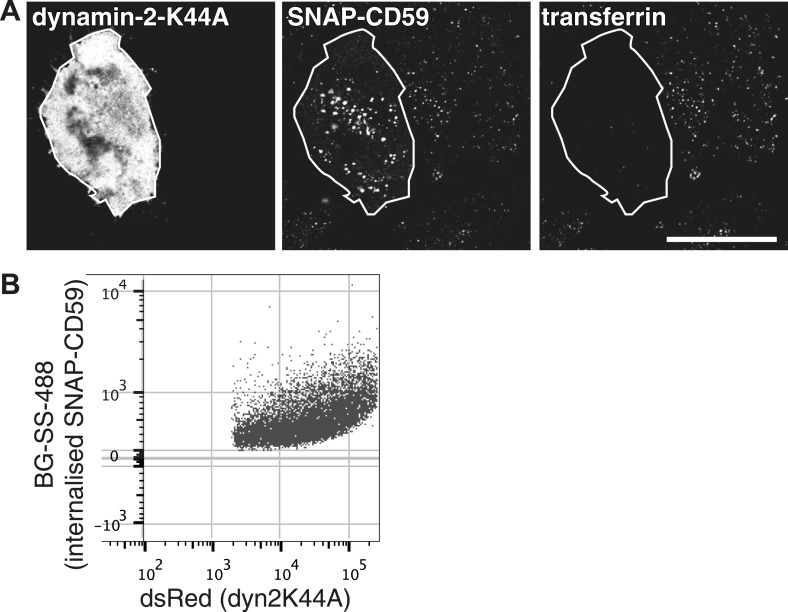 Figure 6—figure supplement 1.