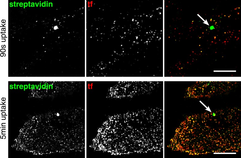 Figure 2—figure supplement 1.