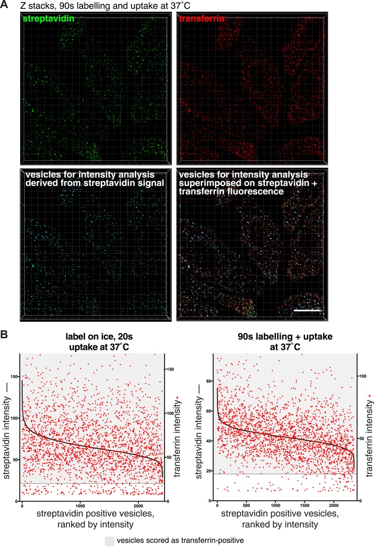 Figure 3—figure supplement 1.