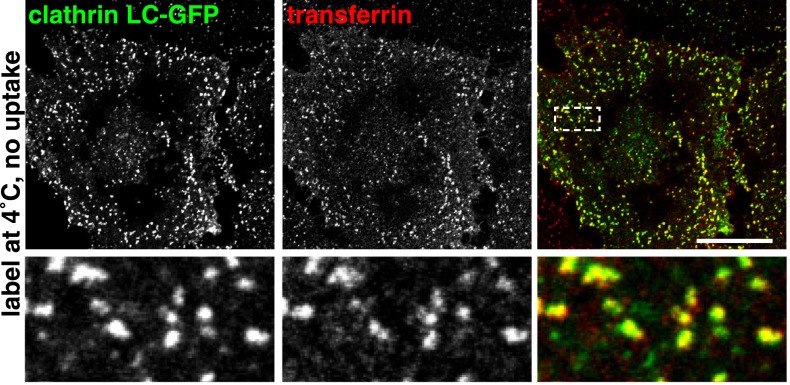 Figure 2—figure supplement 2.