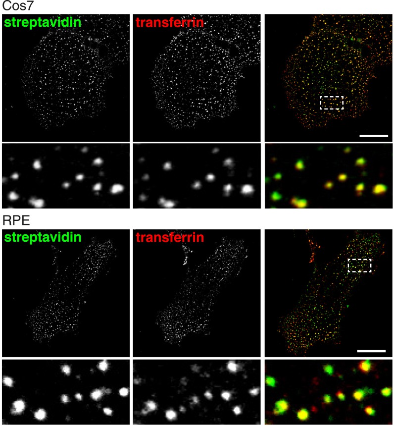 Figure 2—figure supplement 6.