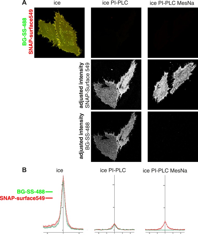 Figure 1—figure supplement 1.