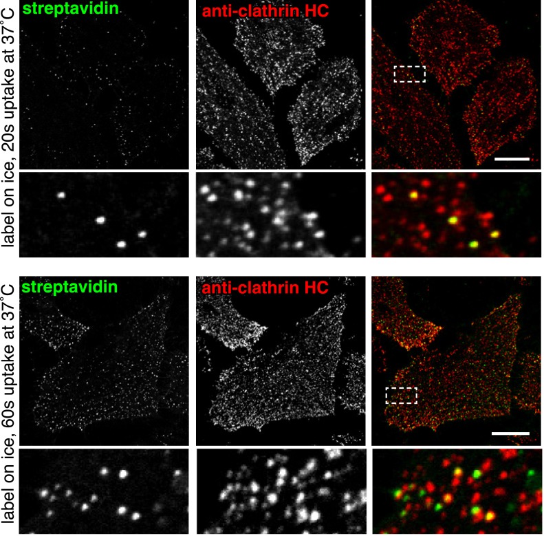 Figure 2—figure supplement 5.