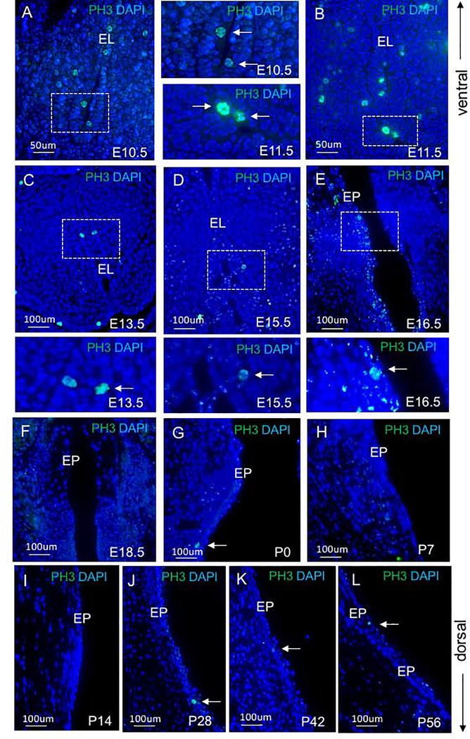 Figure 4: