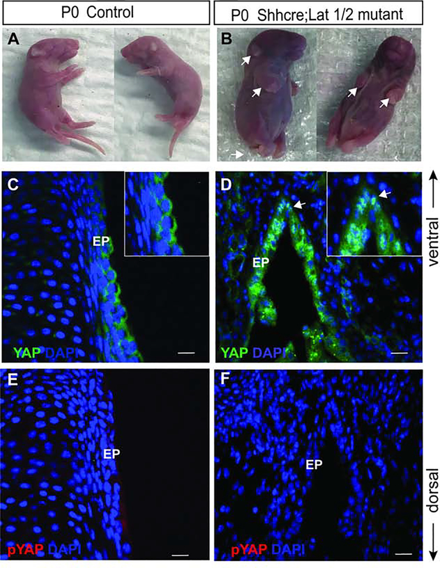 Figure 6: