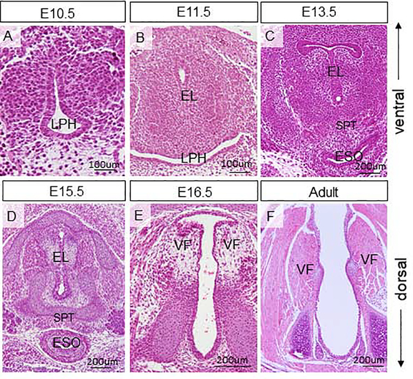 Figure 1: