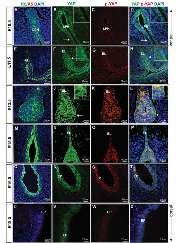 Figure 2: