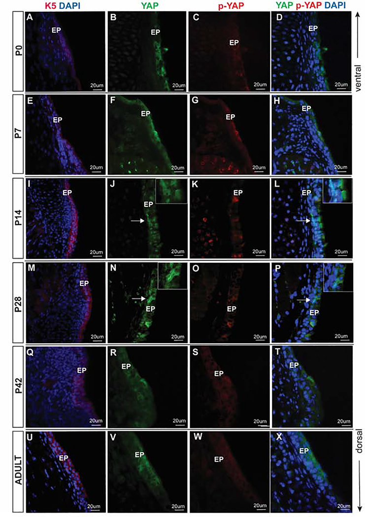 Figure 3: