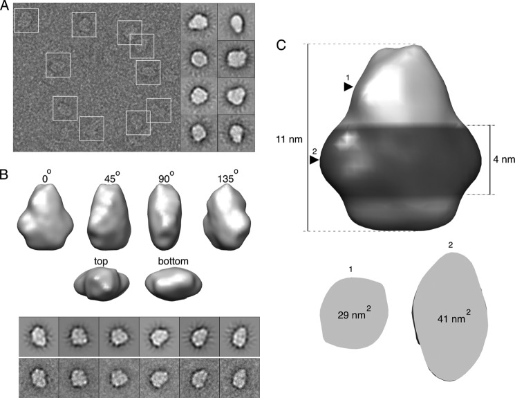 FIGURE 4.