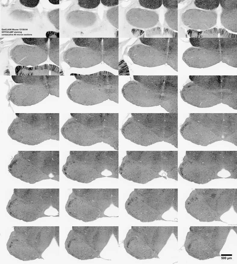 Figure 9—figure supplement 3.