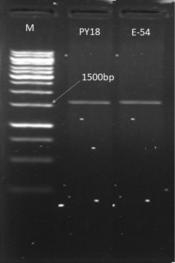Fig. 12