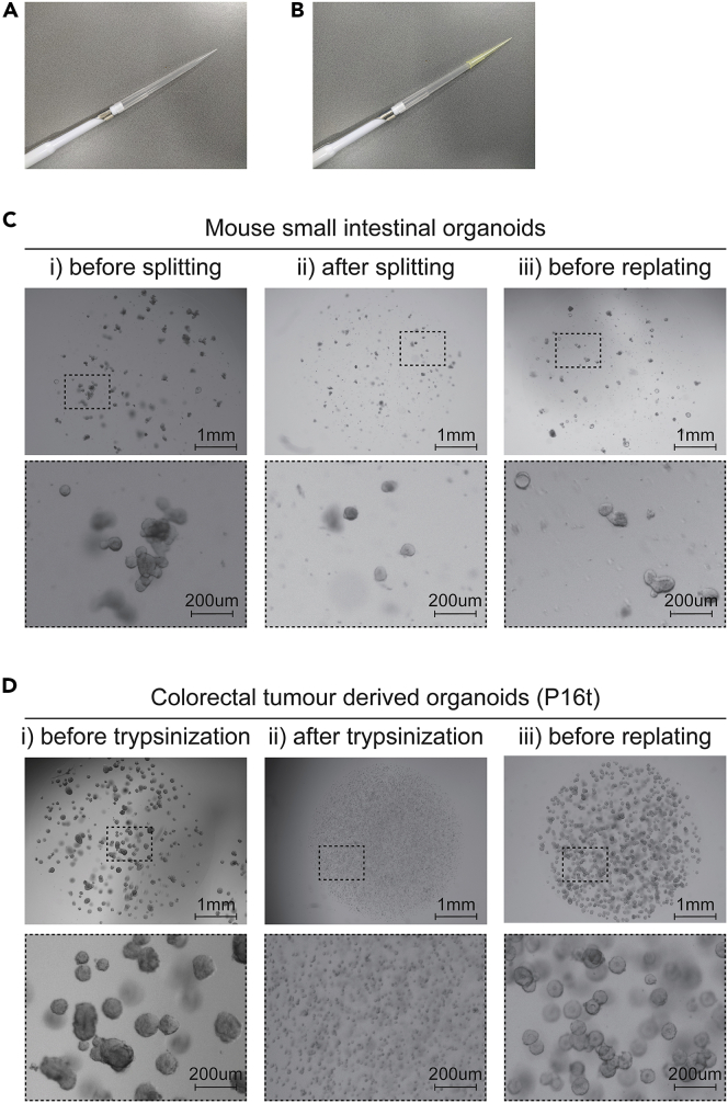 Figure 2