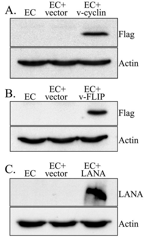 FIG. 5.