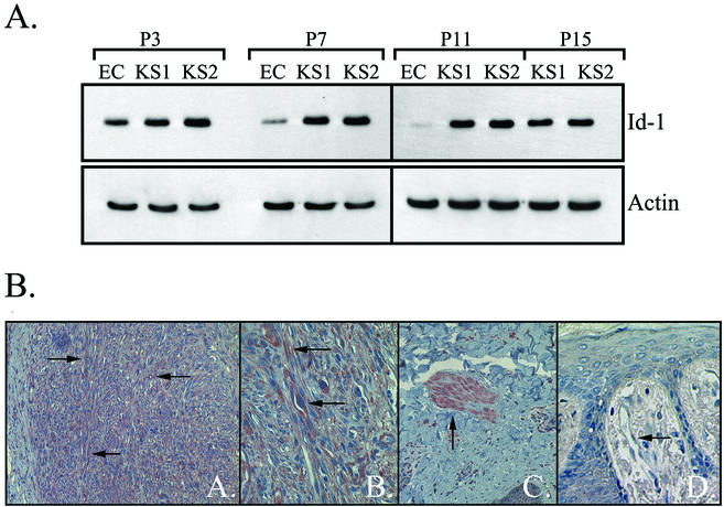 FIG. 1.