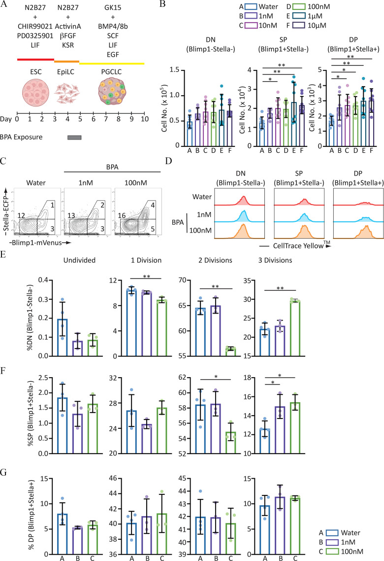 Figure 2A is scale labeled day, ranging from 0 to 10 in unit increments, illustrating Bisphenol A exposure. There is a cartoon illustration titled embryonic stem cell placed between 1 and 2 days, another cartoon illustration titled epiblast-like cell placed approximately between 3.5 to 4 days, and third cartoon illustration titled P G C-like cell placed between 7 and 8 days. Days 0 to 3 are titled uppercase n 2 b27 positive C H I R 99021 P D O 325901 leukemia inhibitory factor, Days 3 to 5 are titled uppercase n 2 b 27 positive Activin A lowercase beta fibroblast growth factor KnockOut Serum Replacement, and Days 5 to 10 are titled G K 15 positive B M P 4 or 8b stem cell factor leukemia inhibitory factor epidermal growth factor. Figure 2B is a set of three scatter–bar plots titled double negative (B lymphocyte-induced maturation protein 1 negative stella negative), single positive (B lymphocyte-induced maturation protein 1 positive stella negative), and double positive (B lymphocyte-induced maturation protein 1 positive stella positive) plotting Cell Number (times 10 begin superscript 5 end superscript), ranging from 0 to 1.5 in increments of 0.5, Cell Number (times 10 begin superscript 4 end superscript), ranging from 0 to 4 in unit increment, and Cell Number (times 10 begin superscript 3 end superscript), ranging from 0 to 5 in unit increments (y-axis) across A, B, C, D, E, and F (x-axis) for Water, 1 nanomolar, 10 nanomolar, 100 nanomolar, 1 micromolar, and 10 micromolar, respectively. Figure 2C is a F A C S contour plot having 1 row and three columns, namely, Water, 1 nanomolar, and 100 nanomolar. Row 1 indicates cell populations plotting stella negative E C F P (y-axis) across B lymphocyte-induced maturation protein 1 negative m Venus (x-axis). Figure 2D is a set of representative histograms titled double negative (B lymphocyte-induced maturation protein 1 negative stella negative), single positive (B lymphocyte-induced maturation protein 1 positive stella negative), and double positive (B lymphocyte-induced maturation protein 1 positive stella positive) plotting Bisphenol A, namely, 100 nanomolar, 1 nanomolar, and water (bottom to top).(y-axis) across CellTrace Yellow, respectively. Figures E, F, and G each are a set of four scatter–bar plots titled Undivided, 1 Division, 2 Divisions, and 3 Divisions plotting percentage of double negative (B lymphocyte-induced maturation protein 1 negative stella negative), ranging from 0.0 to 0.4 in increments of 0.1, 0 to 12 in increments of 4, 55 to 70 in increments of 5, and 15 to 35 in increments 5(y-axis); plotting percentage of single positive (B lymphocyte-induced maturation protein 1 positive stella negative), ranging from 0.0 to 2.5 in increments of 0.5, 20 to 32 in increments of 4, 52 to 62 in increments of 2, and 10 to 18 in increments 2 (y-axis); and plotting percentage of double positive (B lymphocyte-induced maturation protein 1 positive stella positive), ranging from 0 to 15 in increments of 5, 36 to 46 in increments of 2, 39 to 45 in unit increments, and 0 to 15 in increments 5 (y-axis) across A, B, and C (x-axis) for Water, 1 nanomolar, and 100 nanomolar, respectively.