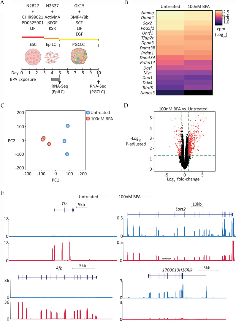 Figure 3A is scale labeled day, ranging from 0 to 10 in unit increments, illustrating Bisphenol A exposure. There is a cartoon illustration titled embryonic stem cell placed between 1 and 2 days, another cartoon illustration titled epiblast-like cell placed approximately between 3.5 to 4 days, and third cartoon illustration titled P G C-like cell placed between 7 and 8 days. Days 0 to 3 are titled uppercase n 2 b27 positive C H I R 99021 P D O 325901 leukemia inhibitory factor, Days 3 to 5 are titled uppercase n 2 b 27 positive Activin A lowercase beta fibroblast growth factor KnockOut Serum Replacement, and Days 5 to 10 are titled G K 15 positive B M P 4 or 8b stem cell factor leukemia inhibitory factor epidermal growth factor. Day 5 represents R N A-Seq (epiblast-like cell), and Day 10 represents R N A-Seq (P G C-like cell). Figure 3B is two heatmaps titled Untreated and 100 nanomolar Bisphenol A plotting, from top to bottom, Nanog, D n m t1, Sox2, Pou5f1, U h r f1, T fap 2c, D p p a 3, D n m t 3A, P r d m 14, D a z l, M y c, D N d1, D d x 4, Td r d 5, and Nanos 3 for counts per million (log to the base 10) ranging from 1.0 to 2.5 in increments of 0.5. Figure 3C is a graph plotting principal component 2, ranging from negative 200 to 200 in increments of 100 (y-axis) across principal component 1, ranging from negative 200 to 200 in increments of 100 (x-axis) for untreated and 100 nanomolar Bisphenol A. Figure 3D is a volcano plot titled 100 nanomolar Bisphenol A versus untreated plotting negative log to the base 10 of uppercase p adjusted, ranging from 0 to 5 in unit increments (y-axis) across log to the base 2 of fold change, ranging from negative 5 to 5 (x-axis). Figure 3E is a set of four Genome browser views, each comprising two views, namely, untreated and 100 nanomolar Bisphenol A, ranging from 0 to 18, 0 to 0.5, 0 to 36, and 0 to 3 (y-axis) for expression data for representative genes, up- (T t r and A f p) and downregulated (Lars2 and 1700013H16Rik) in Day 5 double positive/B lymphocyte-induced maturation protein 1 Blimp1-mVenus and stella-E C F P transgenic reporter cells, respectively.