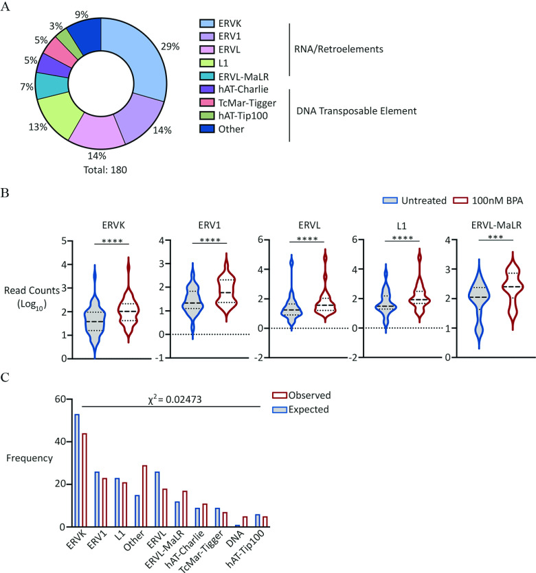 Figure 6A is a donut chart depicting E R V K equals 29 percent, E R V 1 equals 14 percent, E R V L equals 14 percent, L1 equals 13 percent, E R V L-MaLR equals 7 percent, h A T Charlie equals 5 percent, T c Mar tigger equals 5 percent, h A T tip100 equals 3 percent, and other equals 9 percent. E R V K, E R V 1, E R V L, L1, E R V L-MaL R represent R N A or retroelements, and h A T Charlie, T c Mar tigger, h A T tip100, and other represent D N A transposable element. Figure 6B is a set of five violin plots titled E R V K, E R V 1, E R V L, L1, and E R V L-MaL R plotting read counts (log to the base 10) ranging from 0 to 5 in unit increments (y-axis) for untreated and 100 nanomolar bisphenol A. Figure 6C is a clustered bar graph plotting frequency, ranging from 0 to 60 in increments of 20 (y-axis) across E R V K, E R V 1, L1, Other, E R V L, E R V L-MaL R, h A T Charlie, T c Mar tigger, D N A, h A T tip100 (x-axis) for observed and expected.
