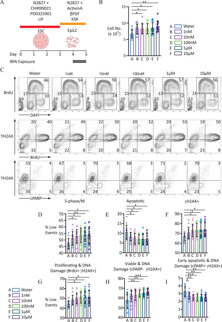 Figure 1A is scale labeled day, ranging from 0 to 5 in unit increments, illustrating Bisphenol A exposure. There is a cartoon illustration titled embryonic stem cell placed between 1 and 2 days, and another cartoon illustration titled epiblast-like cell placed approximately between 3.5 to 4 days. Days 0 to 3 are titled uppercase n 2 b27 positive C H I R 99021 P D O 325901 leukemia inhibitory factor, and Days 3 to 5 are titled uppercase n 2 b 27 positive Activin A lowercase beta fibroblast growth factor KnockOut Serum Replacement. Figure 1B is a scatter–bar plot plotting Cell Number (times 10 begin superscript 5 end superscript) ranging from 0 to 15 in increments of 5 (y-axis) across A, B, C, D, E, and F (x-axis) for Water, 1 nanomolar, 10 nanomolar, 100 nanomolar, 1 micromolar, and 10 micromolar. Figure 1C is a representative F A C S contour plots having three rows and six columns. The six columns are as follows: Water, 1 nanomolar, 10 nanomolar, 100 nanomolar, 1 micromolar, and 10 micromolar. The first row indicates cell staining profile plotting 5’-bromo-2’-deoxyuridine (y-axis) across 4′,6-diamidino-2-phenylindole (x-axis). The second row indicates distribution of proliferating cells plotting lowercase gamma uppercase h 2 a x (y-axis) across 5’-bromo-2’-deoxyuridine (x-axis). The third row indicates distribution of cells plotting lowercase gamma uppercase h 2 a x (y-axis) across cleaved poly (A D P-ribose) polymerase (x-axis). Figures D to I are scatter–bar plots titled S-phase or M, Apoptotic, lowercase gamma uppercase h 2 a x, Proliferating and D N A damage (5’-bromo-2’-deoxyuridine positive lowercase gamma uppercase h 2 a x positive), Viable and D N A (cleaved poly (A D P-ribose) polymerase negative lowercase gamma uppercase h 2 a x positive), and early apoptotic and D N A damage (cleaved poly (A D P-ribose) polymerase positive lowercase gamma uppercase h 2 a x positive) plotting percentage of live events ranging from 40 to 70 in increments of 5, 0 to 20 in increments of 5, 50 to 90 in increments of 10, 30 to 70 in increments of 10, 40 to 80 in increments of 10, and 0 to 5 in unit increments (y-axis) across A, B, C, D, E, and F (x-axis) for Water, 1 nanomolar, 10 nanomolar, 100 nanomolar, 1 micromolar, and 10 micromolar, respectively.