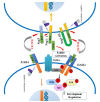 Fig. (2)