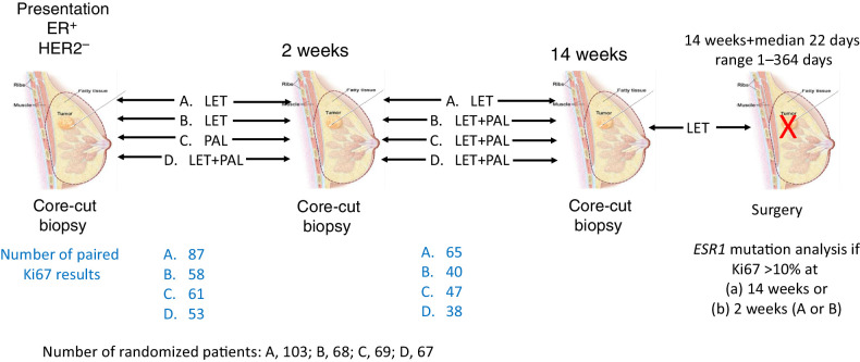Figure 1. Schema of PALLET study design showing timing of treatment changes and sample acquisition and the number of samples available for paired Ki67 comparisons.