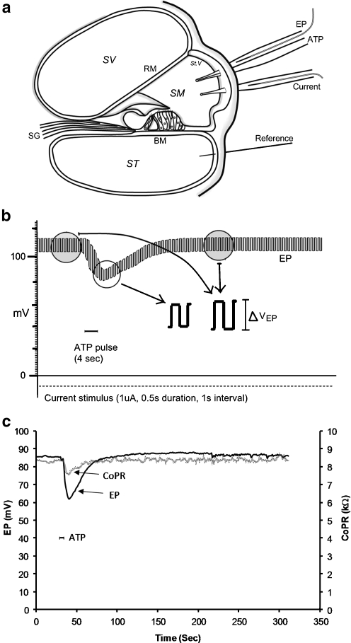 Fig. 1