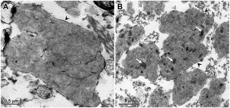 Fig. 8.