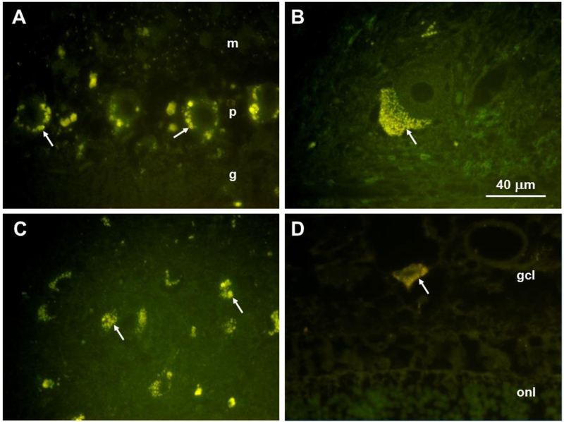 Fig. 7.