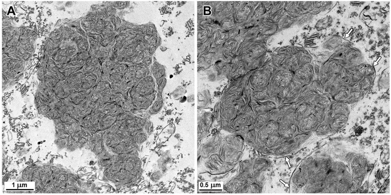 Fig. 9.