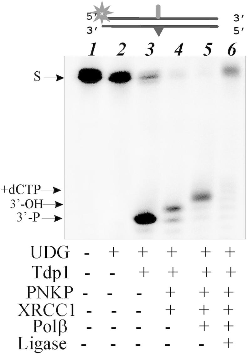 Fig. 4