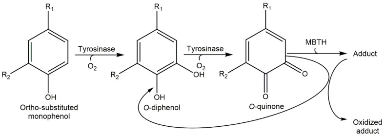 Scheme 2