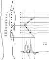 Fig. 1.