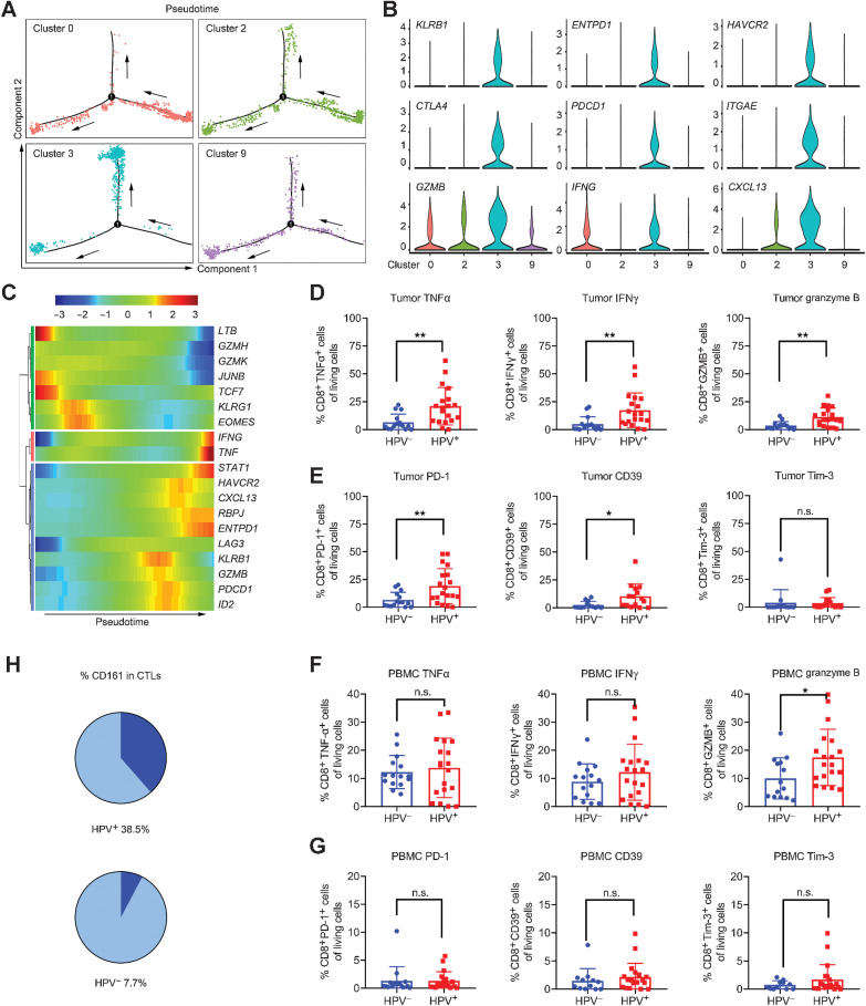 Figure 2. The heterogeneity and cytotoxicity of CTLs in HPV-positive OPSCC. A, Trajectory analysis for the CD8+ T-cell clusters (clusters 0, 2, 3, and 9). B, Expression of marker genes in CD8+ T cells annotated and marked by color code. C, Pseudotime analysis of marker genes in CD8+ T cells. D, Expression of cytotoxic cytokines in OPSCC biopsies (HPV−, n = 14–15; HPV+, n = 19) via flow cytometry, unpaired Student t test. E, Expression of inhibitory receptors in OPSCC biopsies (HPV−, n = 13–15; HPV+, n = 15–19) via flow cytometry, unpaired Student t test. F, Expression of cytotoxic cytokines in PBMCs (HPV−, n = 12–15; HPV+, n = 19–20) via flow cytometry, unpaired Student t test. G, Expression of inhibitory receptors in PBMCs (HPV−, n = 14–15; HPV+, n = 19) via flow cytometry, unpaired Student t test. H, The proportion of CD161+ CTLs (dark blue) based on the data from single-cell RNA sequencing. *, sP < 0.05 and **, P < 0.01. n.s.: no statistical significance.