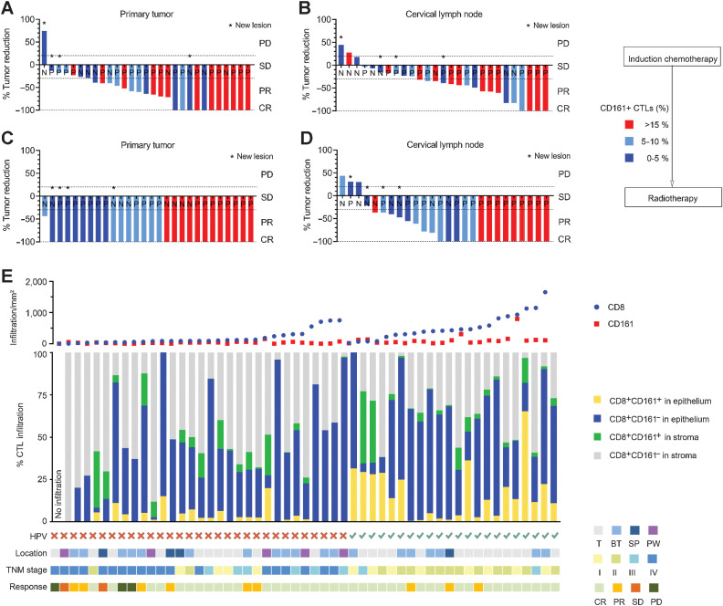 Figure 5. The relationship between CD161+ CTLs and treatment response. A and B, Waterfall plot showing response of patients from the test cohort (n = 27–29) to induction chemotherapy according to the proportion of CD161+ CTLs in the tumor microenvironment. X axis represents each patient annotated with their HPV status; Y axis represents the percentage of maximum tumor reduction. Asterisks represent new lesions after the treatment. Dashed lines mark tumor progression of 20% or reduction of 30%, 100%, which defined PD or PR and CR, respectively. C and D, Waterfall plot showing the response of patients (n = 26–28) to the radiotherapy following the induction chemotherapy according to the proportion of CD161+ CTLs in the tumor microenvironment. E, Patients (n = 53) from the validation cohort were divided by HPV status and ordered by the density of CD8+ T cells. Top: number of CD8+ cells and CD161+ cells in the tumor microenvironment; middle: composition and spatial distribution within CD8+ T cells; bottom: HPV status, location, stage, and response to treatment of each patient N, HPV-negative; P, HPV-positive; T, tonsil; BT, base of tongue; SP, soft palate; PW, posterior wall; CR, complete response; PD, progressive disease; PR, partial response; SD, stable disease.