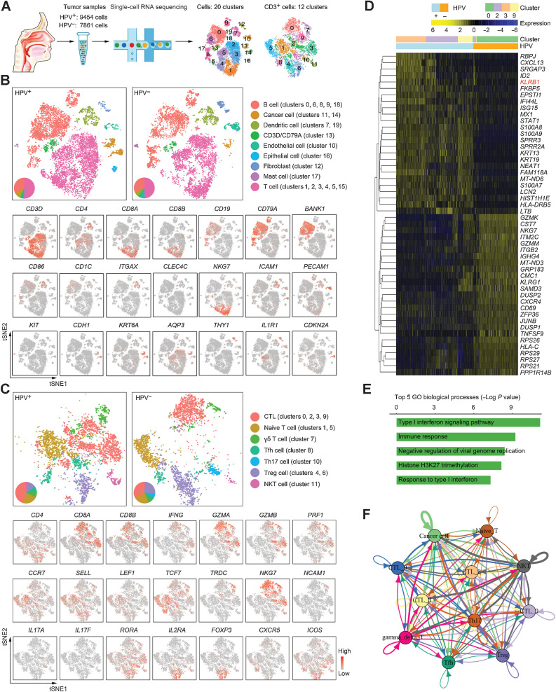 Figure 1. The immune landscape of OPSCC. A, Graphical overview of the experimental setting. Single cells were prepared from a pair of HPV-positive and -negative OPSCC tumors and processed for single-cell RNA sequencing. Clusters in all cells and within CD3+ cells were determined. B, Top: t-SNE plot of all single-cell suspensions (HPV+, 9454 cells; HPV−, 7861 cells) from tumors partitioned into 20 clusters. Cell subsets were annotated and marked by color code. Bottom: representative genes are shown. C, Top: t-SNE plot of all CD3-expressing cells from tumors partitioned into 12 clusters. Bottom: representative genes are shown. D, Heat map displaying scaled expression values of discriminative genes from all CD8+ T cells between HPV− and HPV+ samples. Top bars show the mapping of each cell to clusters and the HPV status. E, The top 5 enriched GO biological processes of DEGs as defined in D. Individual bars represent the P value after the Benjamini–Hochberg correction for enrichment of GO biological processes. F, The cross-talk between CTLs (clusters 0, 2, 3, and 9) and other immune cells.