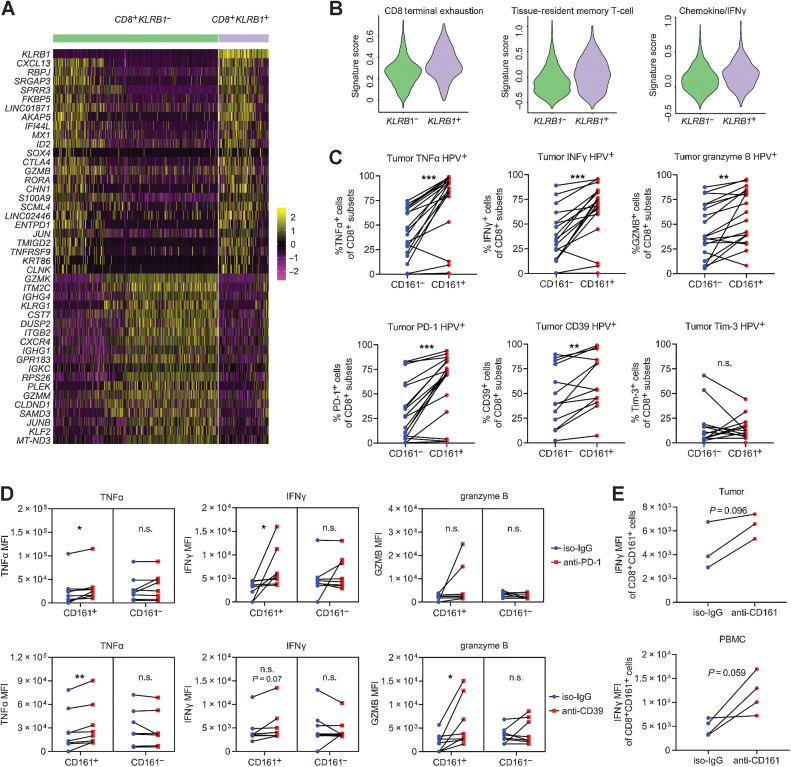 Figure 4. The phenotype and function of CD161+ CTLs. A, Heat map displaying expression values of discriminative genes between KLRB1− and KLRB1+ CTLs (from clusters 0, 2, 3, and 9) based on the data from single-cell RNA sequencing. B, Scores for the terminal exhaustion signature, tissue-resident memory T-cell signature, and chemokine/IFNγ signature in KLRB1− and KLRB1+ CTLs based on the data from single-cell RNA sequencing. C, Coexpression of cytotoxic cytokines and inhibitory receptors on CD161− or CD161+ CTLs in OPSCC biopsies (n = 13–19) via flow cytometry, paired Student t test. D, MFI of cytotoxic cytokines coexpressed on CD161− or CD161+ CTLs treated with PD-1 or CD39 blocking antibodies in OPSCC biopsies (n = 7–8), paired Student t test. E, MFI of IFNγ coexpressed on CD161+ CTLs treated with CD161-blocking antibodies for 72 hours in HPV+ biopsies (n = 3) and blood samples (n = 4), paired Student t test. *, P < 0.05; **, P < 0.01; ***, P < 0.001. n.s.: no statistical significance.