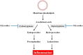 Graphical abstract