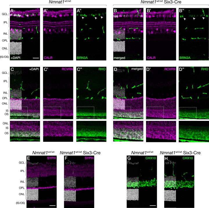 Figure 2—figure supplement 1.