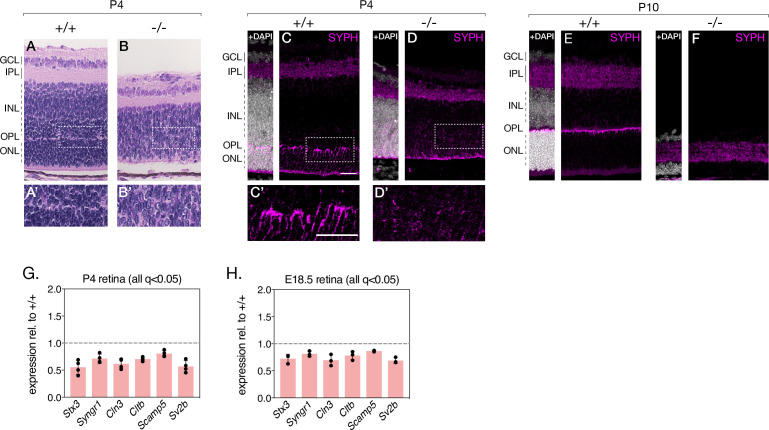 Figure 3—figure supplement 5.