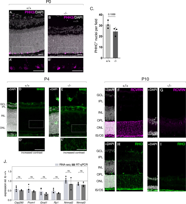 Figure 3—figure supplement 1.