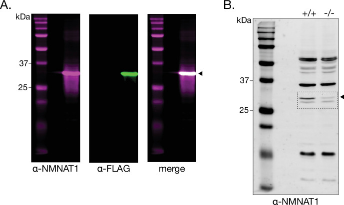 Figure 1—figure supplement 1.