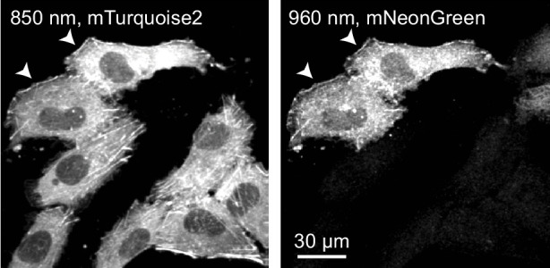 Figure 4—figure supplement 1.