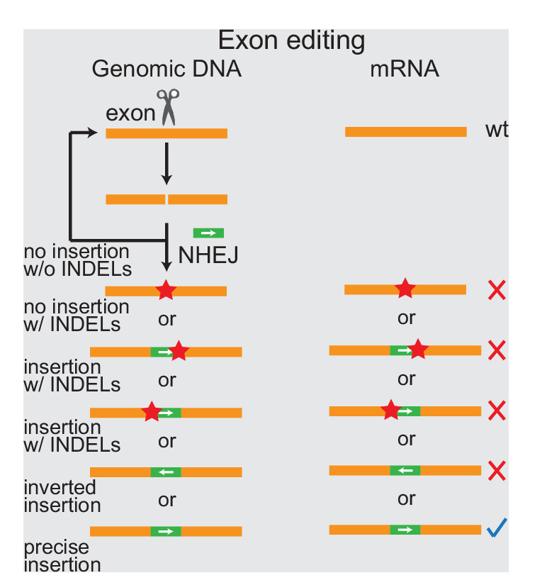 Figure 1—figure supplement 1.