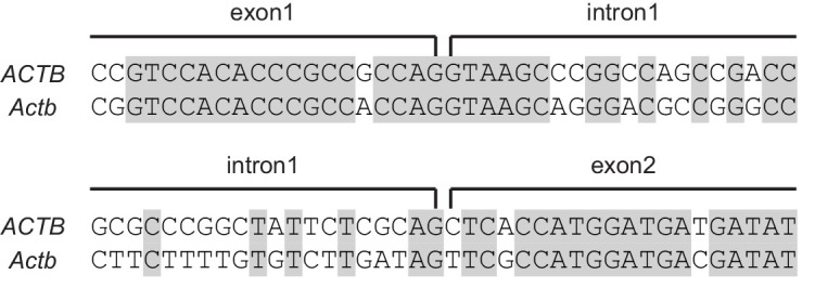 Figure 1—figure supplement 2.