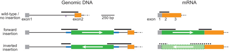 Figure 2—figure supplement 1.