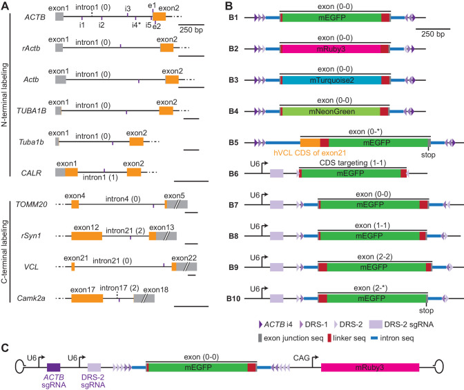 Figure 1—figure supplement 3.