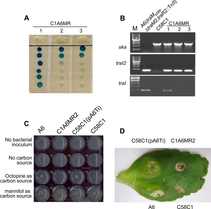 FIG 6