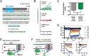 Figure 1—figure supplement 2.