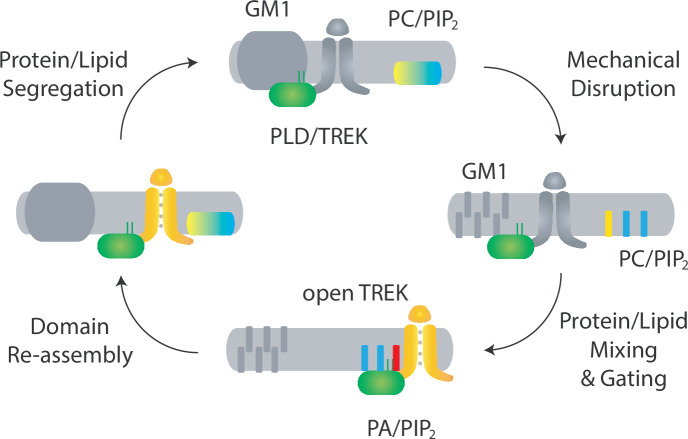 Figure 4—figure supplement 1.