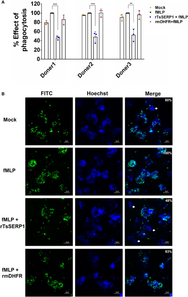 Figure 3