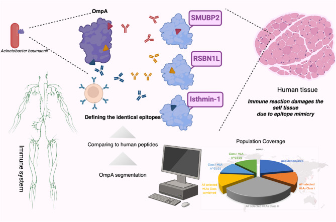graphic file with name 12865_2025_766_Figa_HTML.jpg